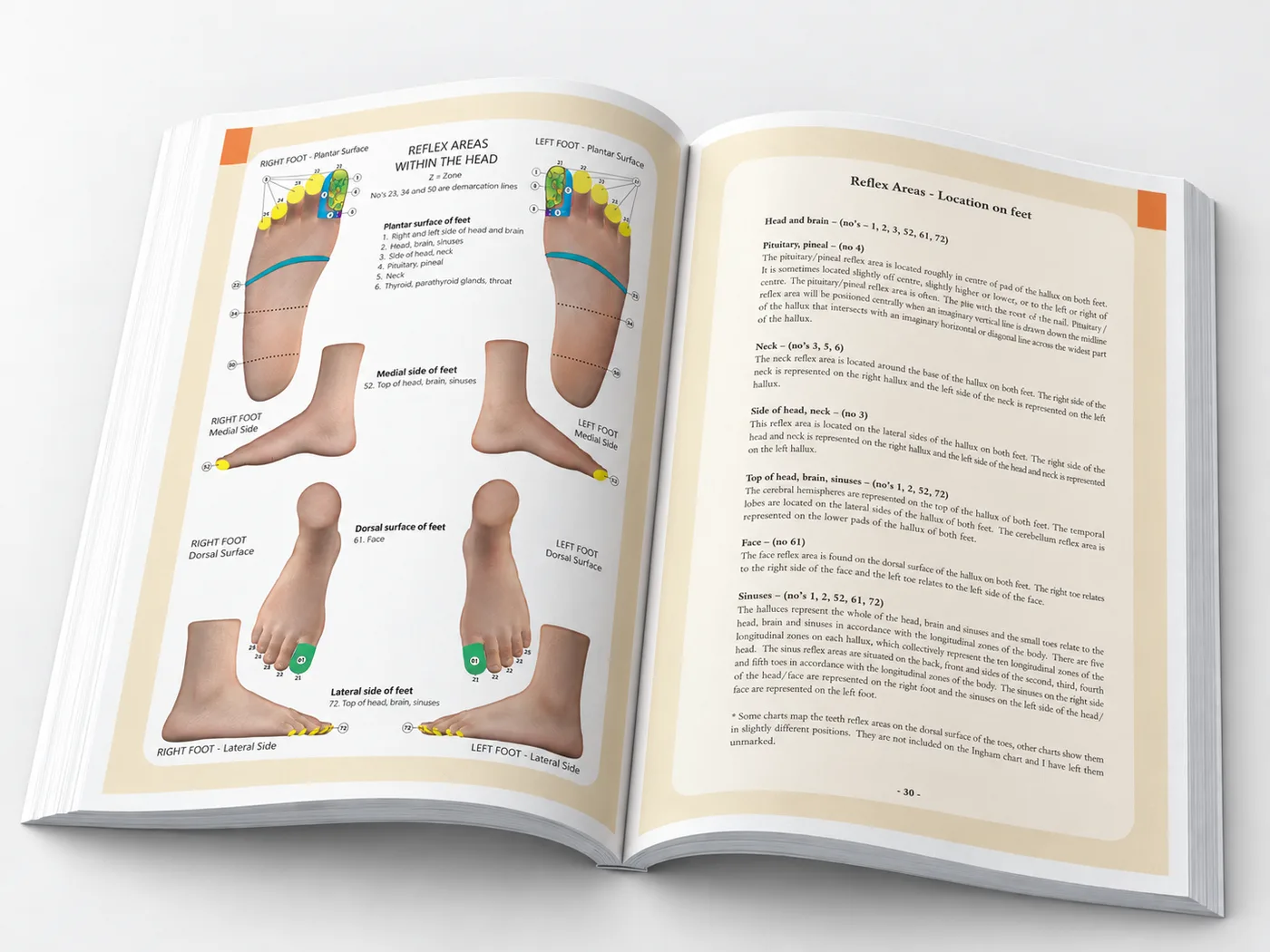 Pathology for the Reflexologist and the Allied Health Professional - Image 7