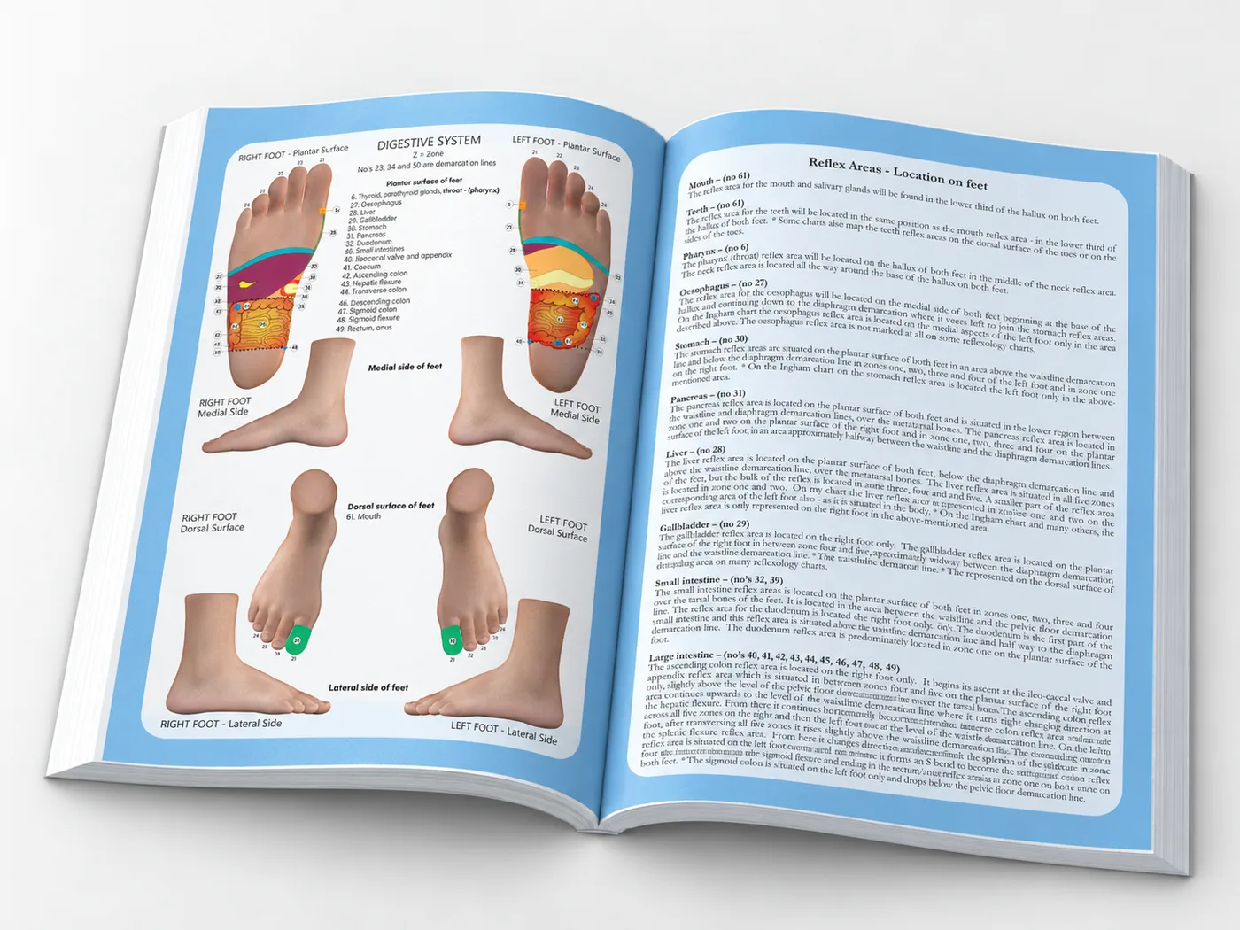 Pathology for the Reflexologist and the Allied Health Professional - Image 4